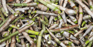 Bilim insanları duyurdu: Bambu filizi yeni 'süper besin' olabilir