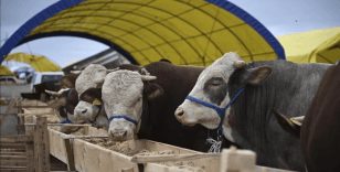 Güney Afrika'da şap salgını için ulusal afet ilan edildi: 14 milyon büyükbaş aşılanacak