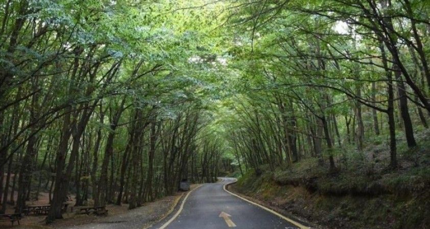 İstanbul'da ormanlık alanlara girişler yasaklandı
