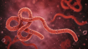 DSÖ’den Kongo’daki Ebola salgını için alarm uyarısı