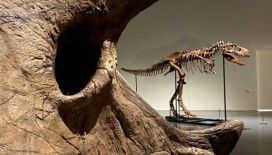 Nadir T. rex fosili 50,1 milyon dolara satılarak rekor kırdı