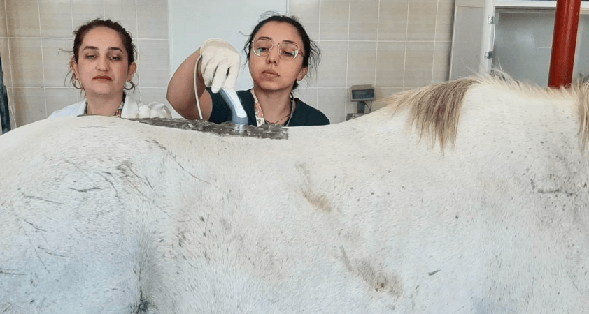 Şampiyon yarış atı belinden rahatsızlanınca fizik tedaviye başlandı