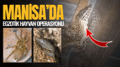 Manisa’da ele geçirildiler: 18 tarantula yavrusu, varanlar ve 40 dev Afrika salyangozu