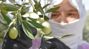 40 yıllık zeytin devine mahkemeden 1 yıllık konkordato mühleti