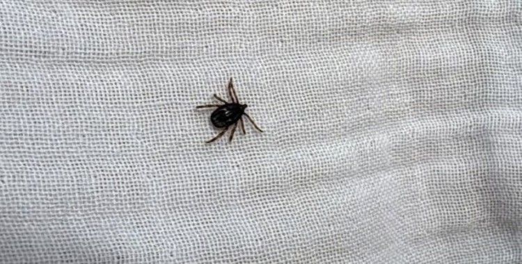 Kulak ağrısı şikayetiyle gitmişti: 5 yaşındaki küçük çocuğun kulağından canlı kene çıkarıldı